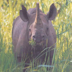 angeles rhino status angeles rhino status