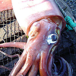 whales sperm Giant and squids Quality porn Hot albino girl