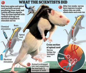 Groundbreaking research that lets lab rats walk again ... spine diagram chart 