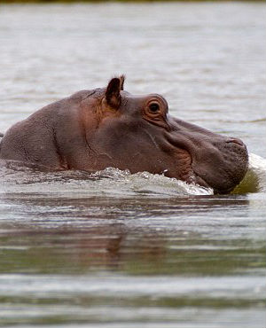 hippo catholic swallowed survives almost whole river being guide killer