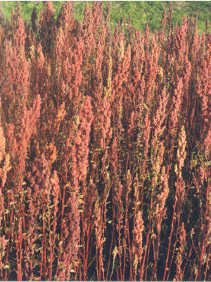 Found commonly in the highlands of Bolivia and Peru, quinoa was used to turn around many peasant and indigent communities due to worldwide demand. Found commonly in the highlands of Bolivia and Peru, quinoa was used to turn around many peasant and indigent communities due to worldwide demand.