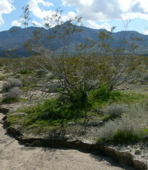 The prognosis is bleak -- dried up creek beds that resemble August in lieu of January could become California's typical landscape, if history repeats itself. The prognosis is bleak -- dried up creek beds that resemble August in lieu of January could become California's typical landscape, if history repeats itself.