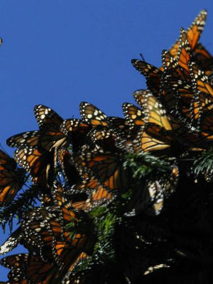 Experts agree measured steps must be taken to make sure that the Monarch butterflies don't go extinct. Experts agree measured steps must be taken to make sure that the Monarch butterflies don't go extinct.