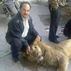 The lack of food forced Al-Ghouta residents to kill a lion from Damascus Zoo for food. The lack of food forced Al-Ghouta residents to kill a lion from Damascus Zoo for food.