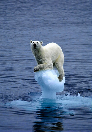 'There is nothing inevitable about the worst impacts on people and nature,' Dr. Chris Field says. We can cut emissions to reduce the risks of catastrophe and adapt to some changes that will inevitably occur.
Photo: Polar Bear 'There is nothing inevitable about the worst impacts on people and nature,' Dr. Chris Field says. We can cut emissions to reduce the risks of catastrophe and adapt to some changes that will inevitably occur.
Photo: Polar Bear