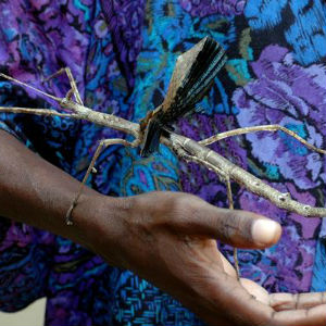 One Malaysian variety of the stick insect is commonly known as Chan's megastick. It's the world's longest insect at about 22 inches long. One Malaysian variety of the stick insect is commonly known as Chan's megastick. It's the world's longest insect at about 22 inches long.