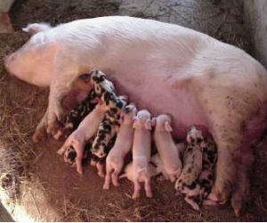 The federal government is looking into how such viruses might spread, while the pork industry, wary of future outbreaks, has committed $1.7 million to research the disease. The federal government is looking into how such viruses might spread, while the pork industry, wary of future outbreaks, has committed $1.7 million to research the disease.