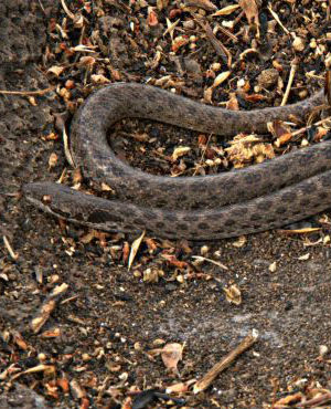 Performing DNA analysis, researchers established the long, dark spotted snake as its own species and see where it had come from. Performing DNA analysis, researchers established the long, dark spotted snake as its own species and see where it had come from.