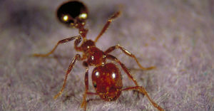 A new, joint German and Chinese study suggests that ants may show intelligence that rivals internet search engines. A new, joint German and Chinese study suggests that ants may show intelligence that rivals internet search engines.