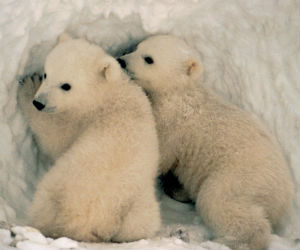 A baby polar bear drinks milk that's 27 percent fat - small change compared to the two percent us humans drink out of a carton. A baby polar bear drinks milk that's 27 percent fat - small change compared to the two percent us humans drink out of a carton.