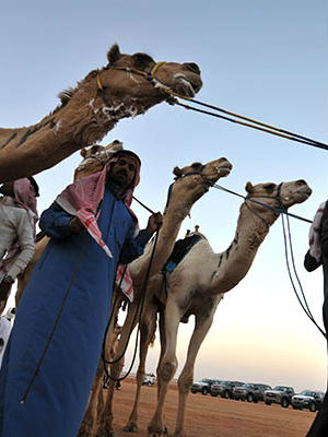 Scientists have linked the human cases of the virus to camels. Saudi authorities issued a warning that anyone working with camels or handling camel products should take extra precautions by wearing masks and gloves. Scientists have linked the human cases of the virus to camels. Saudi authorities issued a warning that anyone working with camels or handling camel products should take extra precautions by wearing masks and gloves.