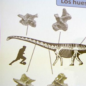 According to the measurements of its gigantic thigh bones, the herbivore would have been 130 feet long and 65 feet tall. According to the measurements of its gigantic thigh bones, the herbivore would have been 130 feet long and 65 feet tall.