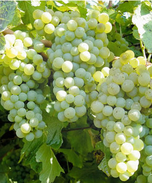 Father mentions the importance of pruning grape vines in order to produce abundant, lush, and juicy fruit, then compares it to persecution such as the persecution under today's saints suffered under in Mexico during the early 1900's. Father mentions the importance of pruning grape vines in order to produce abundant, lush, and juicy fruit, then compares it to persecution such as the persecution under today's saints suffered under in Mexico during the early 1900's.