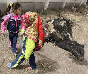 The Health Department have also mobilized a plethora of veterinarians called to pay visits to the farms in order to deal with suspicious situation. The Health Department have also mobilized a plethora of veterinarians called to pay visits to the farms in order to deal with suspicious situation.