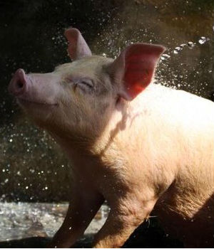 Another factor for rising pork prices is the Porcine Epidemic Diarrhea Virus which has been responsible for more than seven million U.S. piglet deaths in the past year. Another factor for rising pork prices is the Porcine Epidemic Diarrhea Virus which has been responsible for more than seven million U.S. piglet deaths in the past year.