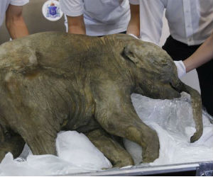 According to some folklore, mammoths are controlled by underworld gods and in some instances can bring an early death to those who touch them. According to some folklore, mammoths are controlled by underworld gods and in some instances can bring an early death to those who touch them.
