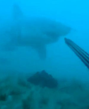 Lasting for just over two minutes, at one point, the fin of the 12-foot-long shark smacks into Roseman's air tank. Surprisingly, Roseman doesn't shoot or injure the shark and is eventually left unharmed. Lasting for just over two minutes, at one point, the fin of the 12-foot-long shark smacks into Roseman's air tank. Surprisingly, Roseman doesn't shoot or injure the shark and is eventually left unharmed.