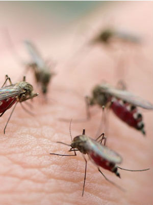 While there have been significant reductions in the numbers falling ill and dying from the mosquito-borne disease, malaria still claims the lives of more than 600,000 people annually. While there have been significant reductions in the numbers falling ill and dying from the mosquito-borne disease, malaria still claims the lives of more than 600,000 people annually.