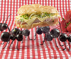 We rarely think of insects as being little more than everyday pests. Flies interrupting a breezy day, ant invading a picnic, crickets disrupting the quiet of an early evening. We rarely think of insects as being little more than everyday pests. Flies interrupting a breezy day, ant invading a picnic, crickets disrupting the quiet of an early evening.