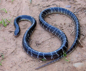 Kraits are one of the four poisonous snakes which account for the most attacks in India where 50,000 people are killed by venomous bites annually. Kraits are one of the four poisonous snakes which account for the most attacks in India where 50,000 people are killed by venomous bites annually.