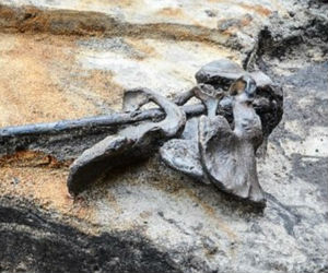 Four pelvic bones on a stick were found at the Dutch site, along with bundles of bones, bones bearing marks of cutting and scraping, and crushed skulls. Four pelvic bones on a stick were found at the Dutch site, along with bundles of bones, bones bearing marks of cutting and scraping, and crushed skulls.