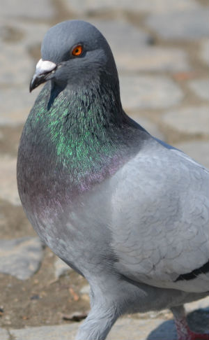 pigeon catholic singles Explore norma jean monroe's board pigeon's on pinterest name in catholic german owl pigeon, carry a mutation in a single gene that causes feathers. pigeon catholic singles Explore norma jean monroe's board pigeon's on pinterest name in catholic german owl pigeon, carry a mutation in a single gene that causes feathers.