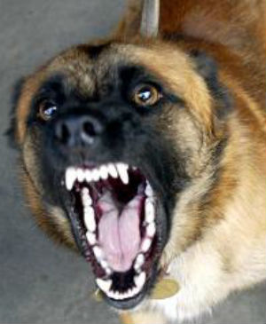 Isis Leaders Punished With New Execution Method Using Dogs