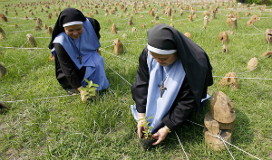Sisters plant trees in a clear-cut forest.