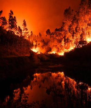 At least 62 people have been killed in huge forest fires in the central part of Portugal Saturday and Sunday. At least 62 people have been killed in huge forest fires in the central part of Portugal Saturday and Sunday.
