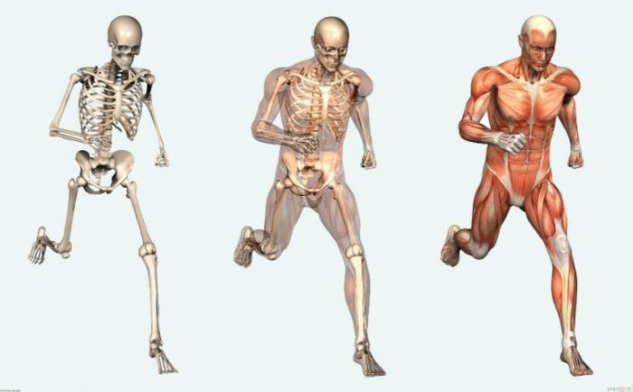 Currently, the human body has an expiration date of roughly 115 years. Currently, the human body has an expiration date of roughly 115 years.