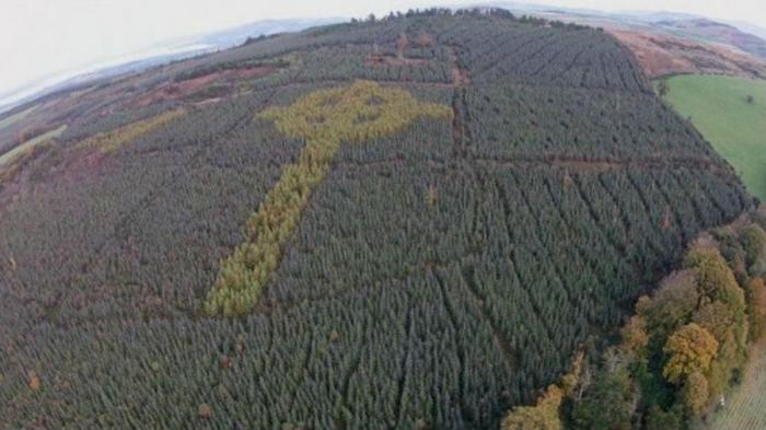 A mysterious Celtic cross grew in an Irish forest