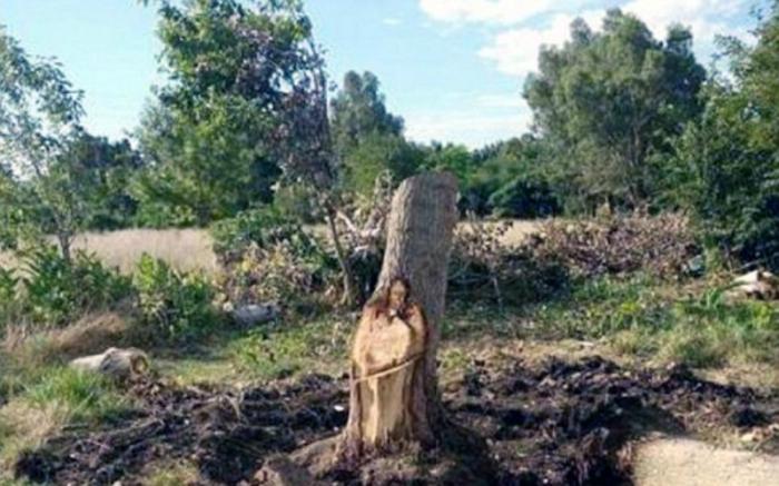 The image appeared in a tree trunk. The image appeared in a tree trunk.