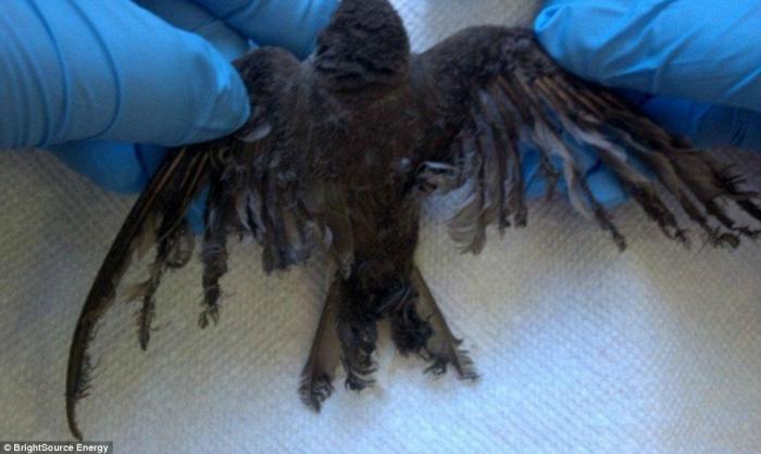 Environmentalists say there is growing evidence the technology is scorching birds that fly through t Environmentalists say there is growing evidence the technology is scorching birds that fly through t