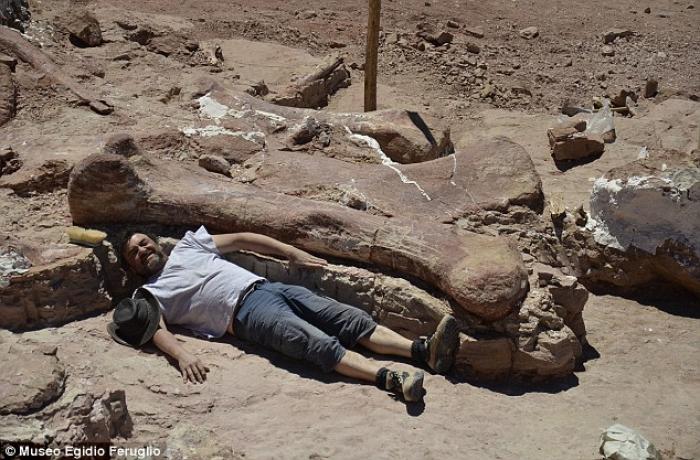One of the paleontologists lies next to the femur of sauropod. One of the paleontologists lies next to the femur of sauropod.