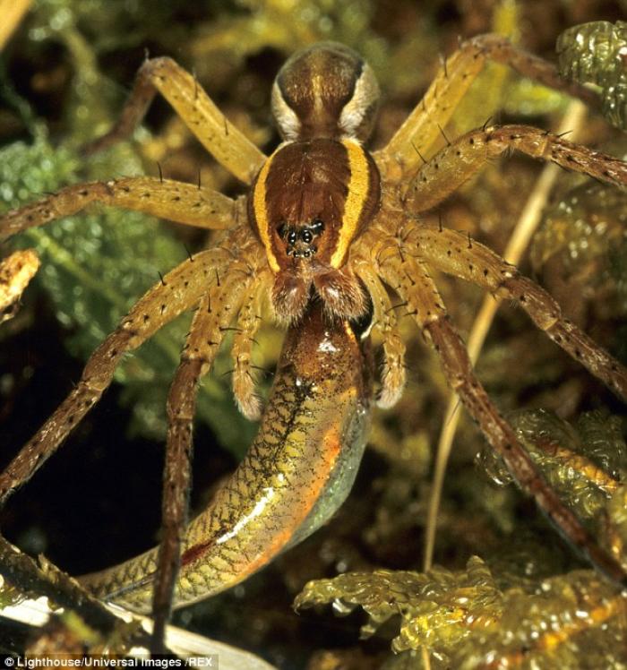 A joint Australian and Swiss study shows that spiders are actively hunting and eating fish. A joint Australian and Swiss study shows that spiders are actively hunting and eating fish.