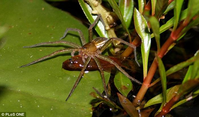 A joint Australian and Swiss study shows that spiders are actively hunting and eating fish. A joint Australian and Swiss study shows that spiders are actively hunting and eating fish.