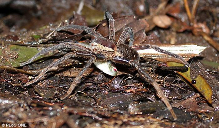 A joint Australian and Swiss study shows that spiders are actively hunting and eating fish. A joint Australian and Swiss study shows that spiders are actively hunting and eating fish.