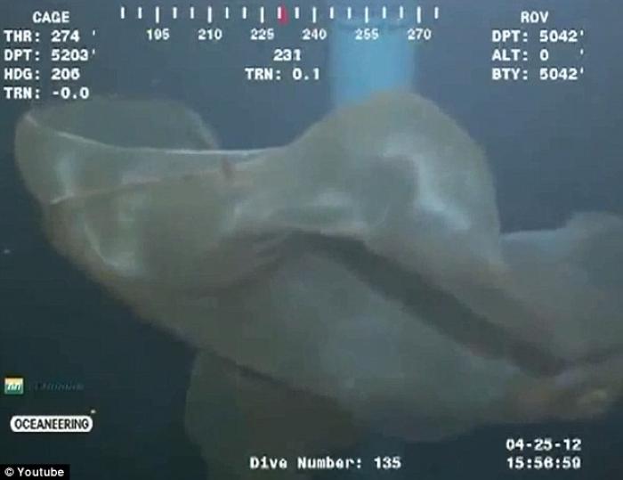 This creature is a rare deepstaria reticulum, or placental jellyfish. This creature is a rare deepstaria reticulum, or placental jellyfish.