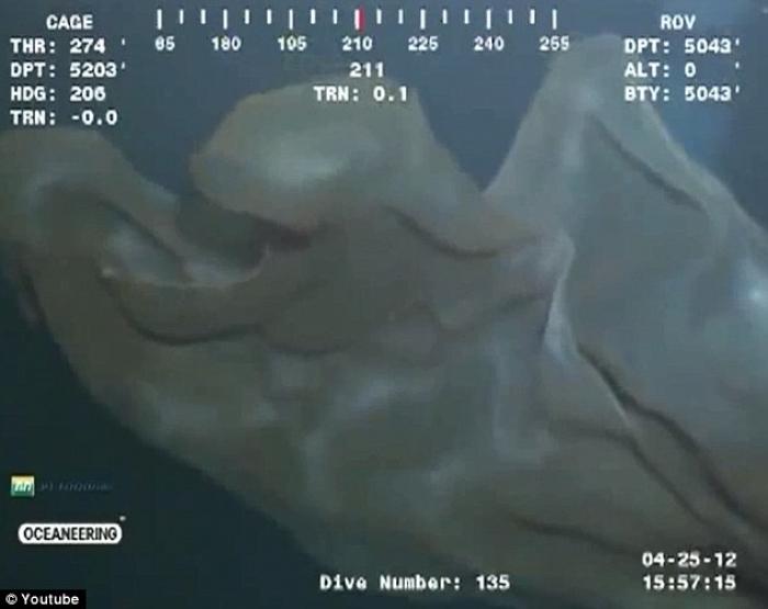 This creature is a rare deepstaria reticulum, or placental jellyfish. This creature is a rare deepstaria reticulum, or placental jellyfish.