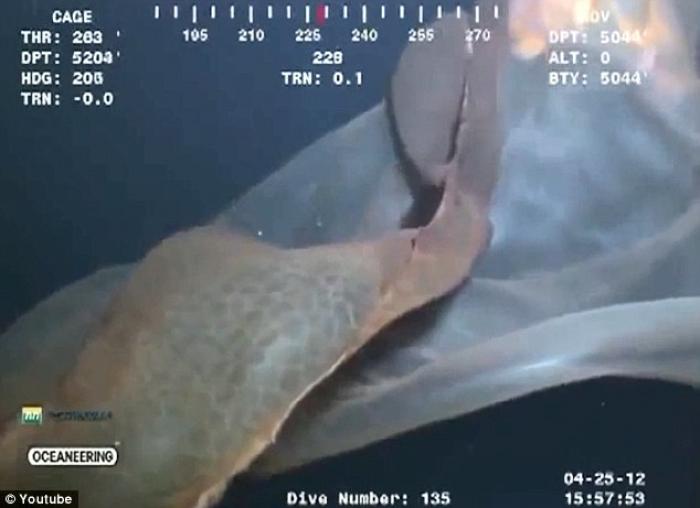 This creature is a rare deepstaria reticulum, or placental jellyfish. This creature is a rare deepstaria reticulum, or placental jellyfish.