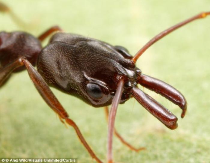 Most trap-jaw ants belong to the genus Odontomachus, named for their mandibles, or mouthparts, which Most trap-jaw ants belong to the genus Odontomachus, named for their mandibles, or mouthparts, which