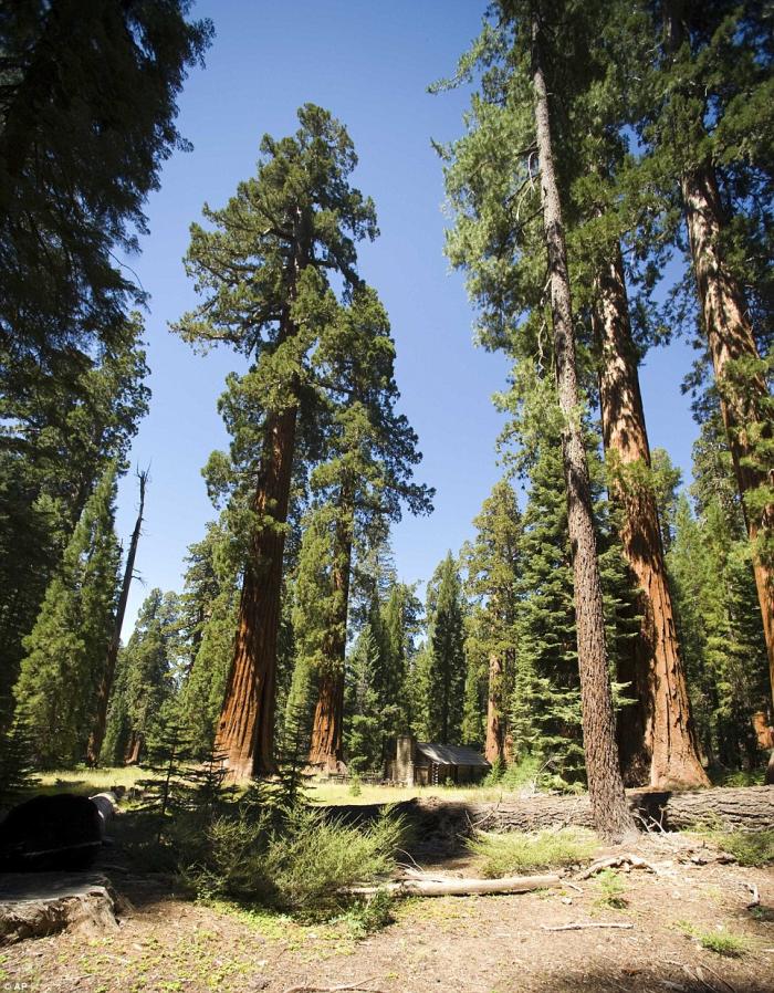In this Aug. 27, 2009 photo, giant sequoias dwarf a cabin in the upper Mariposa Grove at Yosemite Na In this Aug. 27, 2009 photo, giant sequoias dwarf a cabin in the upper Mariposa Grove at Yosemite Na