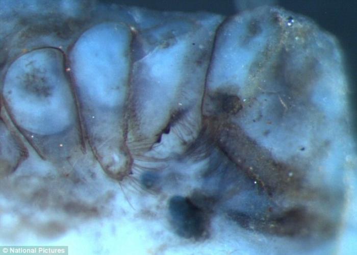 These eight-legged creatures were one of the earliest to walk the land, dominating the food chain wh These eight-legged creatures were one of the earliest to walk the land, dominating the food chain wh