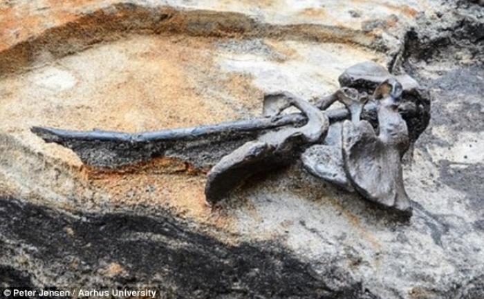 Four pelvic bones on a stick were found at the dutch site, along with bundles of bones, bones bearin Four pelvic bones on a stick were found at the dutch site, along with bundles of bones, bones bearin