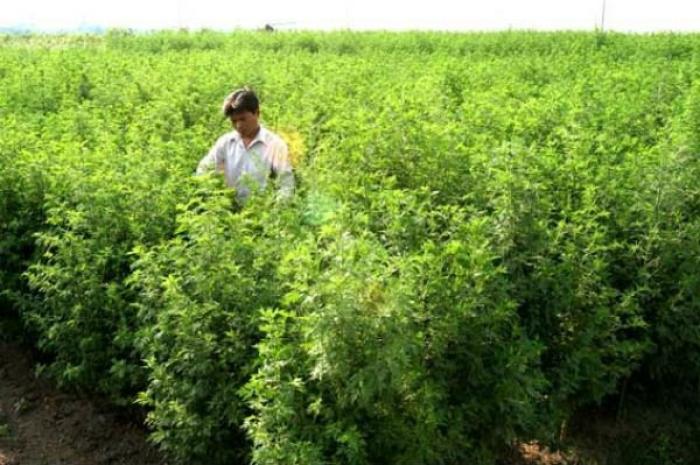 The Chinese army first managed to isolate artemisinin from the sweet wormwood shrub in the 1960s. Th The Chinese army first managed to isolate artemisinin from the sweet wormwood shrub in the 1960s. Th