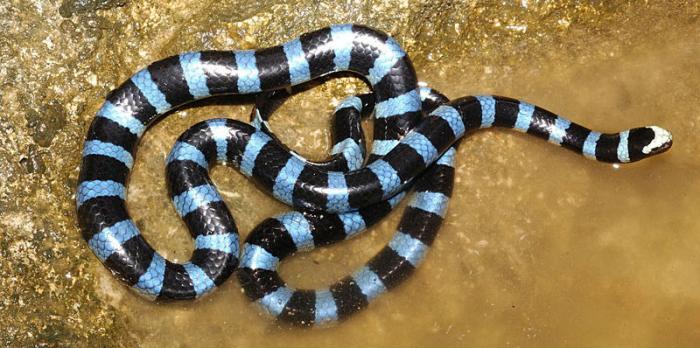 Highly venomous, up to 80 percent of the blue kraits victims die after suffering progressive paralys Highly venomous, up to 80 percent of the blue kraits victims die after suffering progressive paralys
