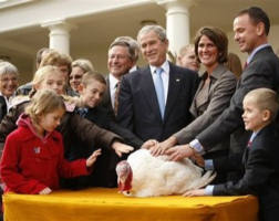 President George W. Bush poses with 'Pumpkin' the turkey during the Pardoning of the National Thanksgiving Turkey ceremony in the Rose Garden of the White House in Washington, Wednesday, Nov. 26, 2008. With him are members of the Hill family from Circle Hills Farm of Ellsworth, Iowa who donated the turkey. Image of President George W. Bush poses with 'Pumpkin' the turkey during the Pardoning of the National Thanksgiving Turkey ceremony in the Rose Garden of the White House in Washington, Wednesday, Nov. 26, 2008. With him are members of the Hill family from Circle Hills Farm of Ellsworth, Iowa who donated the turkey.