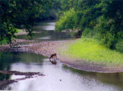 Let us take refuge like deer beside the fountain of waters. Let our soul thirst. Image of Let us take refuge like deer beside the fountain of waters. Let our soul thirst.