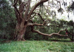 The beauty I am speaking about isn’t limited to physical beauty - like your eyes or your nose. The beauty that I am speaking of can include the beauty of seeing our children, grandchildren, and great grandchildren play, learn and grow and being around to be a part of it. We are the 'Oak Tree' with some damaged limbs that need trimming. With our weathered stand we represent majestic beauty to them.
Image of The beauty I am speaking about isn’t limited to physical beauty - like your eyes or your nose. The beauty that I am speaking of can include the beauty of seeing our children, grandchildren, and great grandchildren play, learn and grow and being around to be a part of it. We are the 'Oak Tree' with some damaged limbs that need trimming. With our weathered stand we represent majestic beauty to them.