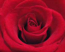 Of course there is no necessity to celebrate Valentine's Day; it's not a holy day of obligation! But for those who choose to observe it, there's no reason it can't be an opportunity to celebrate human love in all its dimensions -- including the romantic and erotic, which are part of God's gift to husbands and wives. Image of Of course there is no necessity to celebrate Valentine's Day; it's not a holy day of obligation! But for those who choose to observe it, there's no reason it can't be an opportunity to celebrate human love in all its dimensions -- including the romantic and erotic, which are part of God's gift to husbands and wives.